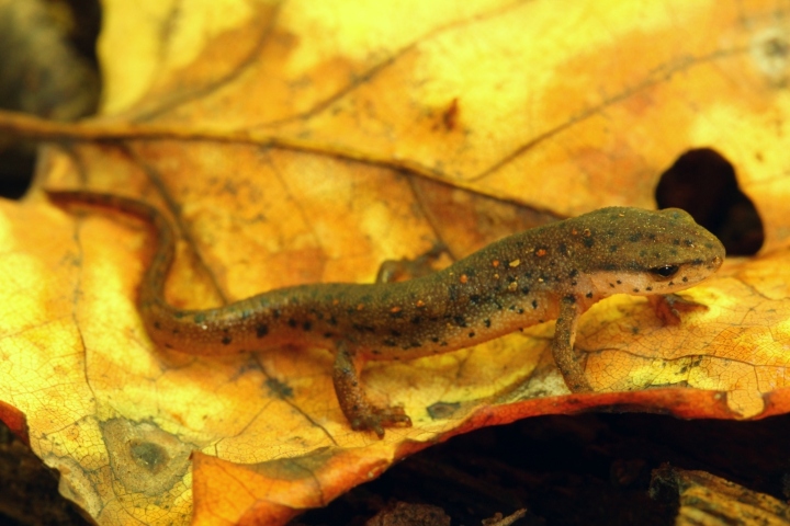 Central Newt